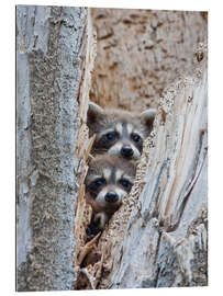 Gallery Print Junge Waschbären im Versteck