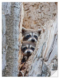 Naklejka na ścianę Young raccoons in hiding
