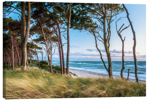 Canvas print Coastal Forest and Beach at the Baltic Sea