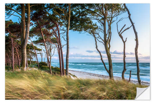 Wall sticker Coastal Forest and Beach at the Baltic Sea