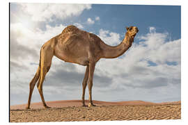 Aluminium print Camel in the desert