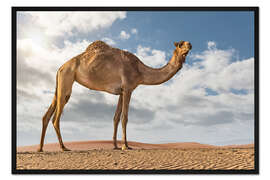 Gerahmter Kunstdruck Kamel in der Wüste