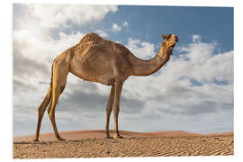 Foam board print Camel in the desert