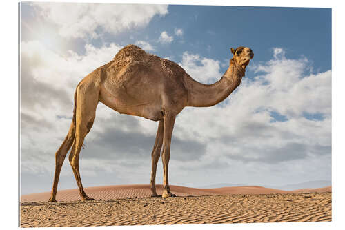 Gallery print Camel in the desert