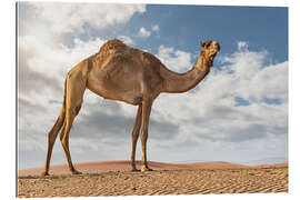 Tableau en plexi-alu Camel in the desert