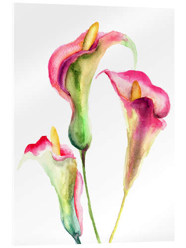 Acrylic print Calla Lilies