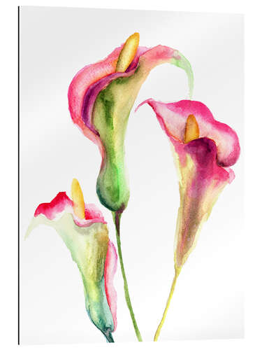 Gallery print Calla Lilies