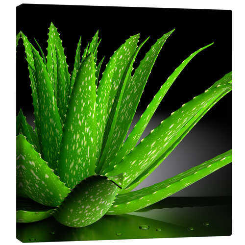 Canvas-taulu Aloe Vera