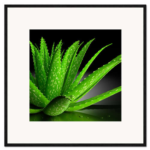 Gerahmter Kunstdruck Aloe Vera