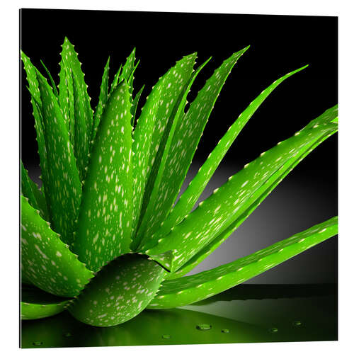 Quadro em plexi-alumínio Aloe Vera