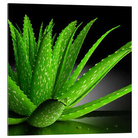 Gallery print Aloe Vera