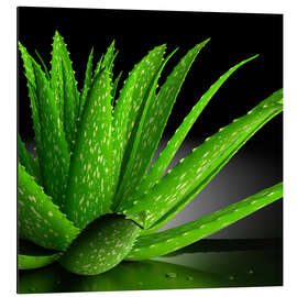 Magnettafel Aloe Vera