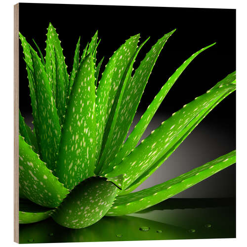 Holzbild Aloe Vera