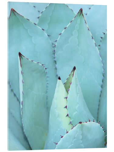 Acrylglasbild Agave I