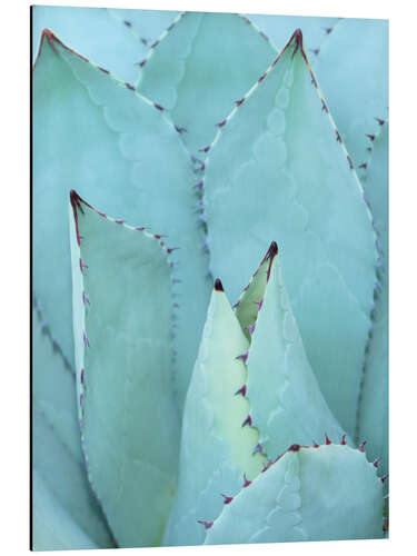 Aluminiumsbilde Agave I