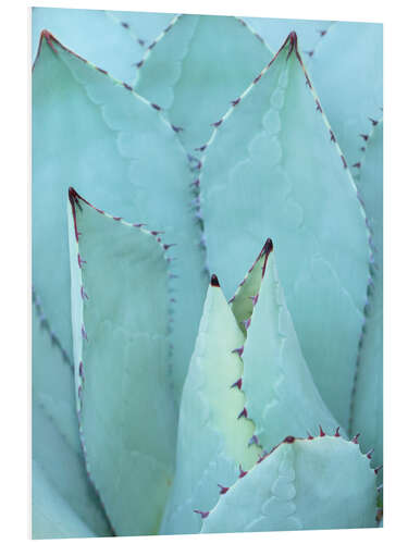 Foam board print Agave I