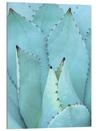 Galleriprint Agave I