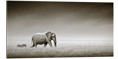 Gallery print Elephant and zebra