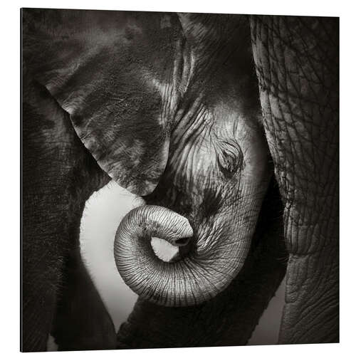 Aluminiumsbilde Baby elefant lener seg mot moren