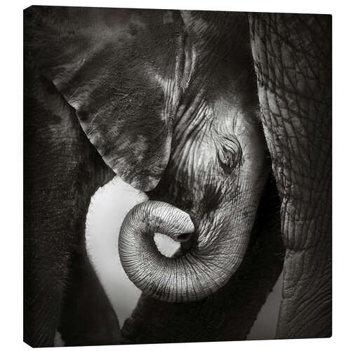Tableau sur toile Bébé éléphant blotti contre sa mère
