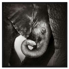 Gerahmter Kunstdruck Baby-Elefant an Mutter gelehnt