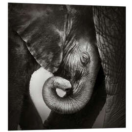 Foam board print Baby elephant leaning against mother