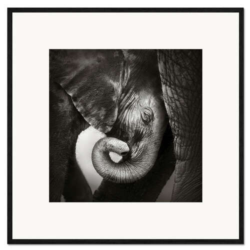 Framed art print Baby elephant leaning against mother