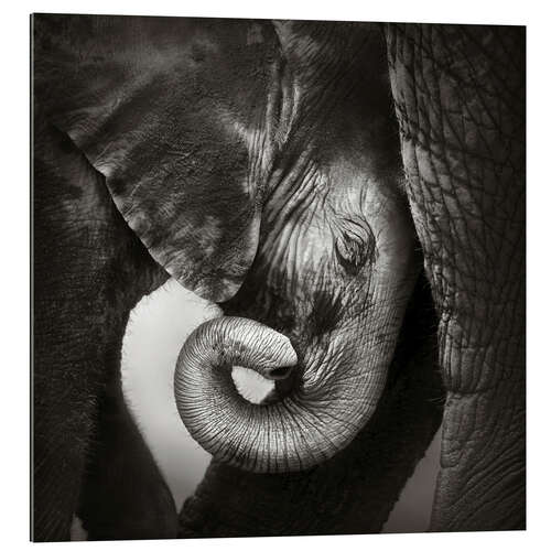 Gallery Print Baby-Elefant an Mutter gelehnt