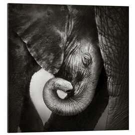 Galleriataulu Baby elephant leaning against mother