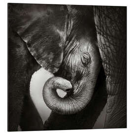 Magnettafel Baby-Elefant an Mutter gelehnt