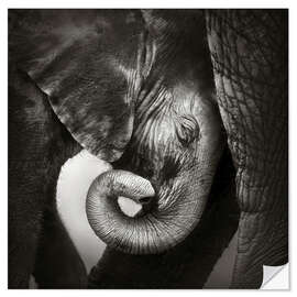 Wall sticker Baby elephant leaning against mother