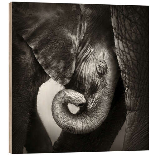 Wood print Baby elephant leaning against mother