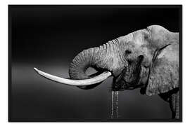 Gerahmter Kunstdruck Elefantenbulle mit großen Stoßzähnen