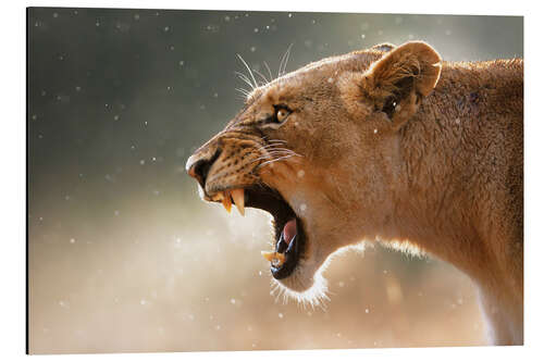 Aluminium print lioness in the rain displaying dangerous teeth