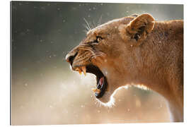 Gallery print lioness in the rain displaying dangerous teeth