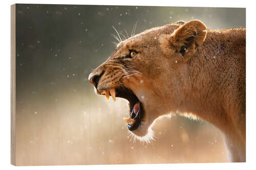 Hout print lioness in the rain displaying dangerous teeth