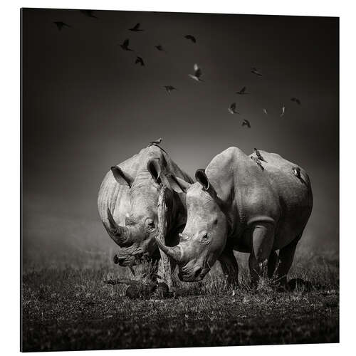 Aluminiumsbilde Two Rhinoceros with Birds