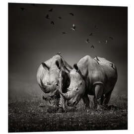 Foam board print Two Rhinoceros with Birds