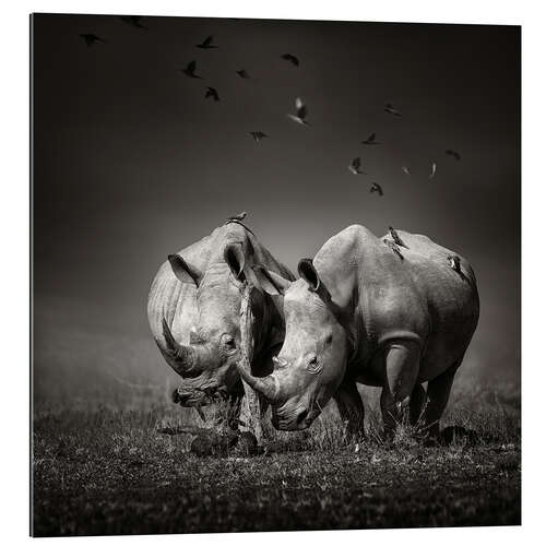 Gallery print Two Rhinoceros with Birds