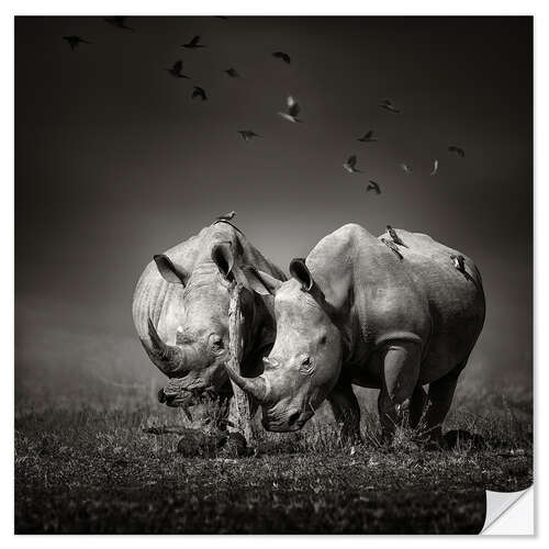 Selvklebende plakat Two Rhinoceros with Birds