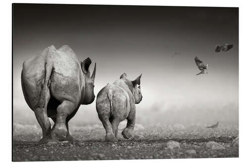 Aluminium print Rhino cow with calf