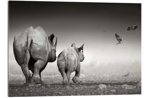 Gallery print Rhino cow with calf