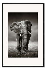 Gerahmter Kunstdruck Elefantenbulle nähert sich