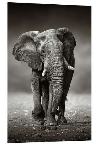 Gallery print Elephant bull approaching