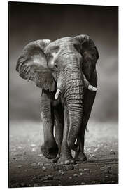 Magnettafel Elefantenbulle nähert sich