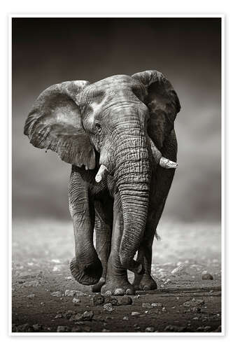Poster Elefantenbulle nähert sich