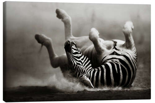 Quadro em tela Zebra rolling upside down on dusty desert sand