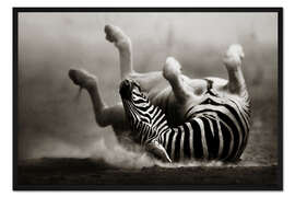 Gerahmter Kunstdruck Zebra auf staubigem Wüstensand