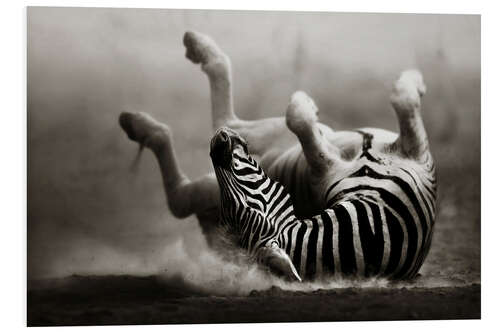 Stampa su PVC Zebra rolling upside down on dusty desert sand