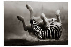 PVC-taulu Zebra rolling upside down on dusty desert sand